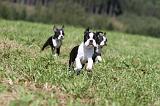 BOSTON TERRIER 121